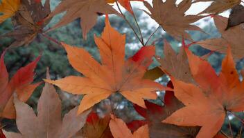 ai generado otoño antecedentes con arce foto