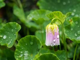 gotas de agua sobre la flor rosa foto