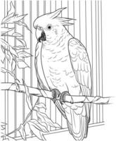 Cockatoo in captivity coloring page vector