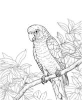 Sun Conure forest coloring page vector