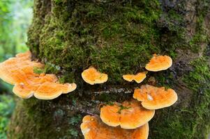 mushroom growing on tree trunk in the forest photo