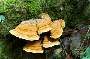 mushroom growing on tree trunk in the forest photo