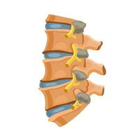 Bones of the spine. Orthopedics. Medical illustration on a white background. vector