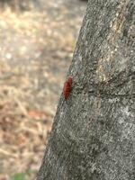 red bug on the tree photo