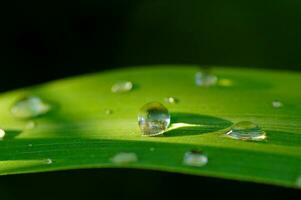 rain drops on grenn photo