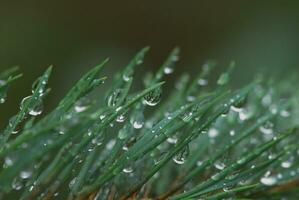 rain drops on grenn photo