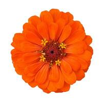 orange flower isolated on white background photo