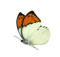 genial naranja propina mariposa aislado en blanco foto