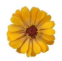 Yellow flower isolated on white background photo