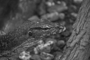 lizards and snakes in germany photo