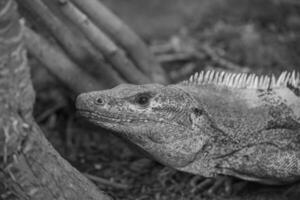 lizards and snakes in germany photo