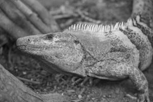 lizards and snakes in germany photo