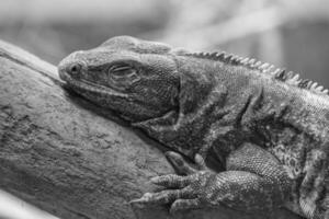 lizards and snakes in germany photo