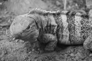 lizards and snakes in germany photo