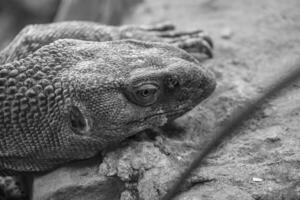 lizards and snakes in germany photo