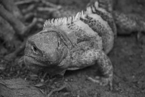 lizards and snakes in germany photo