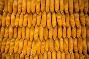 Yellow dried corn bundle background photo