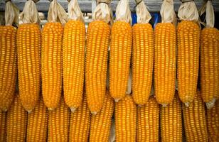 Yellow dried corn bundle background photo