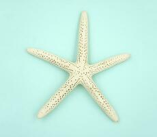 White starfish on a blue background. photo