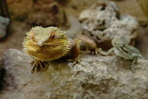 snakes and lizrads in germany photo