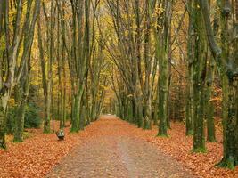 autumn time in a german forest photo