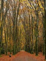 otoño hora en un alemán bosque foto