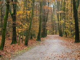 autumn time in a german forest photo