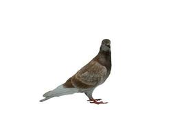 Pigeon grey brown standing side photo