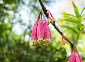 agapetes megacarpa ww sm.,ericáceas, flor silvestre manojo rosado foto