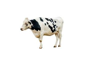 Cow white black spotted have breast standing in farm, Isolated on background photo