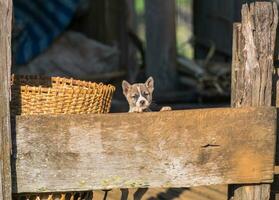 Puppy standing hold on fence photo