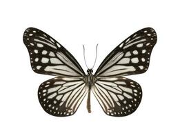 Black and White Butterfly isolated on white background photo