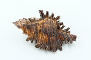 sea shell  on white background photo