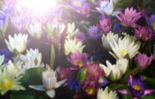 blurred of colorful many lotus flower photo