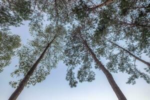 Mira arriba a pino bosque sombreado en cielo foto