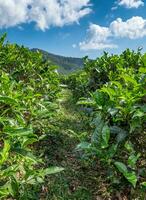 Bottom view on tea plantation photo