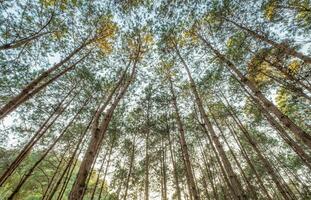 Mira arriba pino bosque sombreado foto