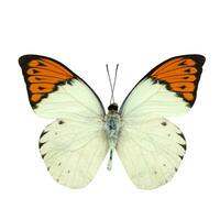 Great Orange Tip butterfly isolated on white photo