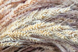 Wheat cereal close up yellow gold pattern photo