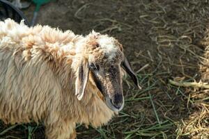 Sheep in farm photo