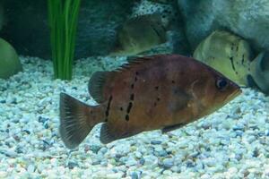 Finescale tigerfish in the aquarium, close-up photo