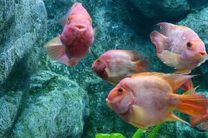 Red Blood Parrot in the aquarium, close-up view. Amphilophus citrinellum photo