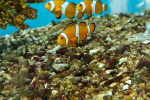 clown anemonefish swim in fish tank photo