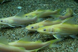 Group of Albino yellow mytus in an aquarium. Close-up. photo