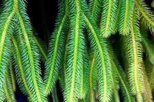 Close up Pattern and Textured green pine needles and rim light with black background. Plant and Nature concep photo