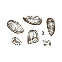 Vector hand drawn food Illustration. Detailed retro style hand-drawn almonds sketch isolated on white background. Vintage sketch element for labels, packaging and cards design.