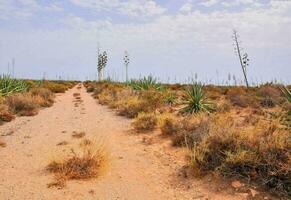 a dirt path in the desert with a blue sky photo