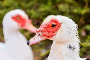 un cerca arriba de un Pato con rojo y blanco plumas foto