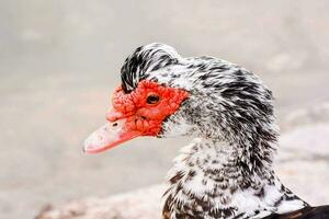 a close up of a duck with red and white feathers photo