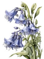 AI generated bluebells watercolor illustration, png ai generative